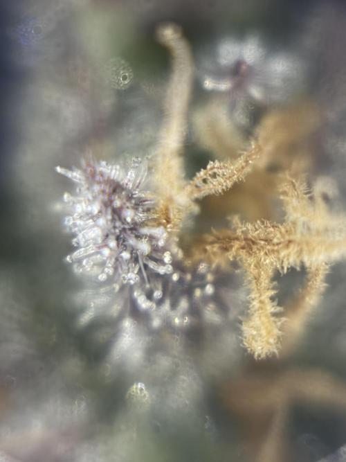Frozen Black Cherry. Week 14