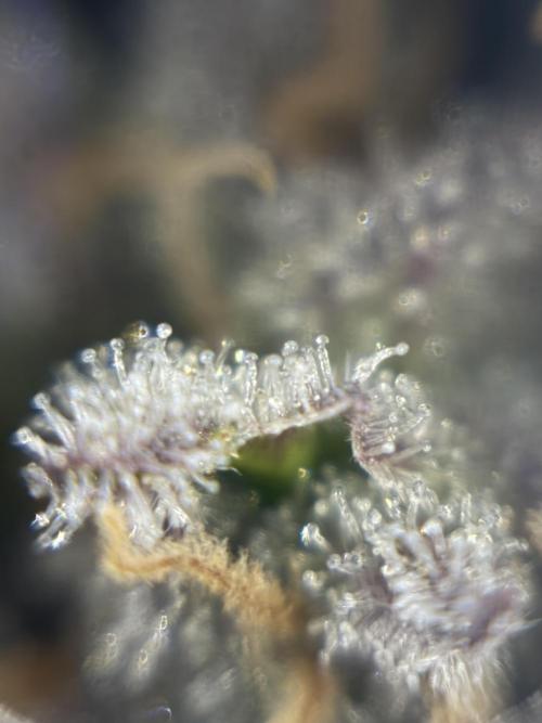 Frozen Black Cherry. Week 14