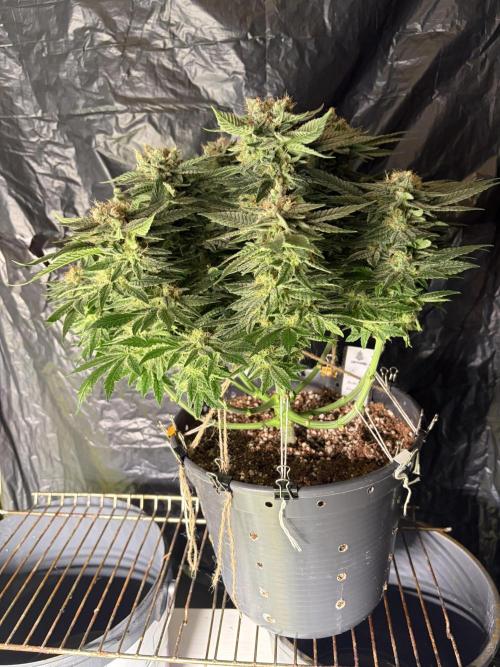 Grizzly Glue. Week 14