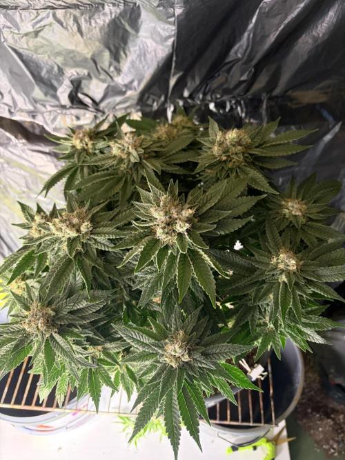 Grizzly Glue. Week 14