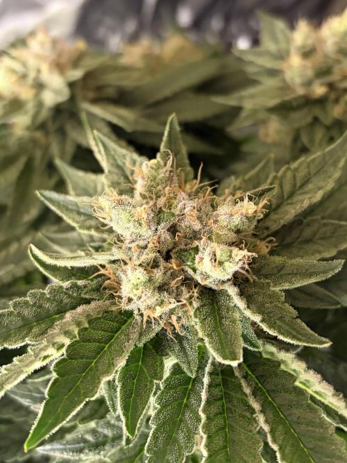 Grizzly Glue. Week 14