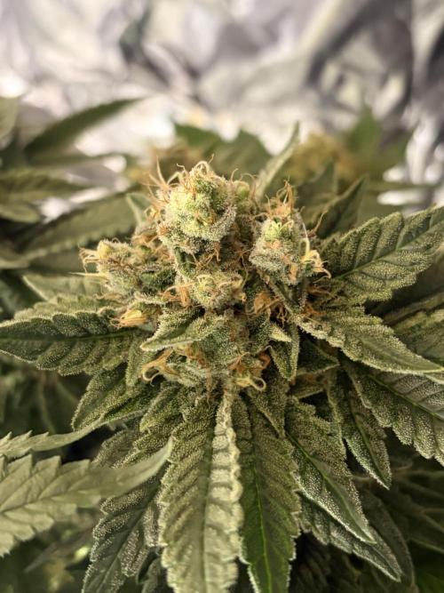Grizzly Glue. Week 14