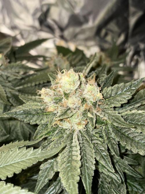 Grizzly Glue. Week 14