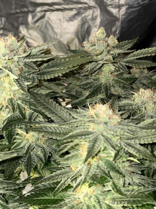 Grizzly Glue. Week 14