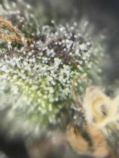 Grizzly Glue. Week 14
