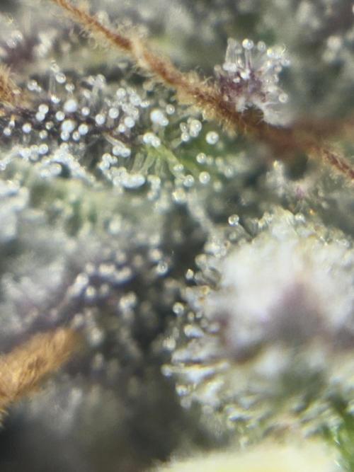 Grizzly Glue. Week 14