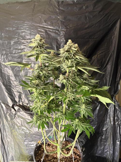 Method Mac. Week 14