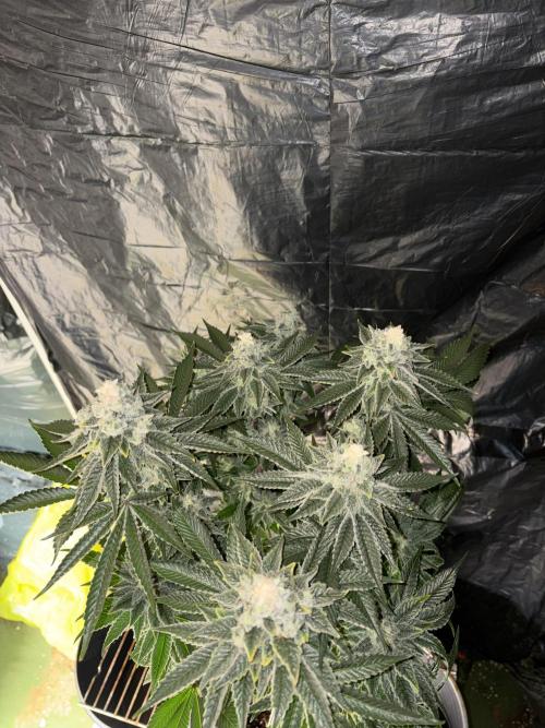 Method Mac. Week 14