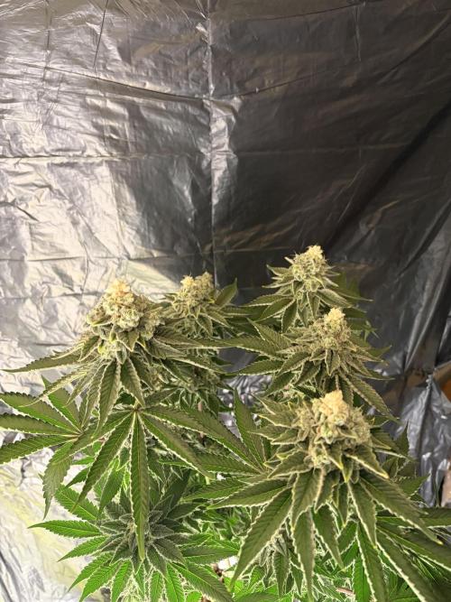 Method Mac. Week 14