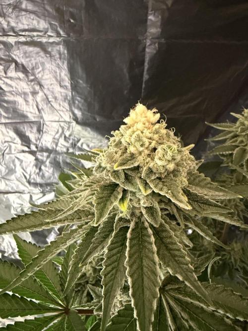 Method Mac. Week 14