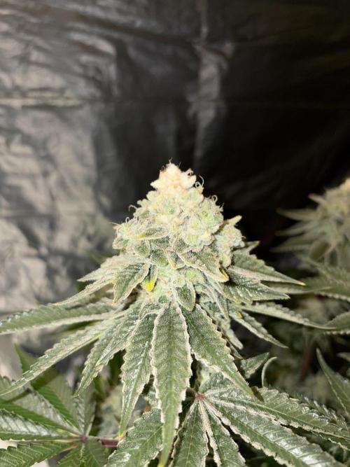 Method Mac. Week 14