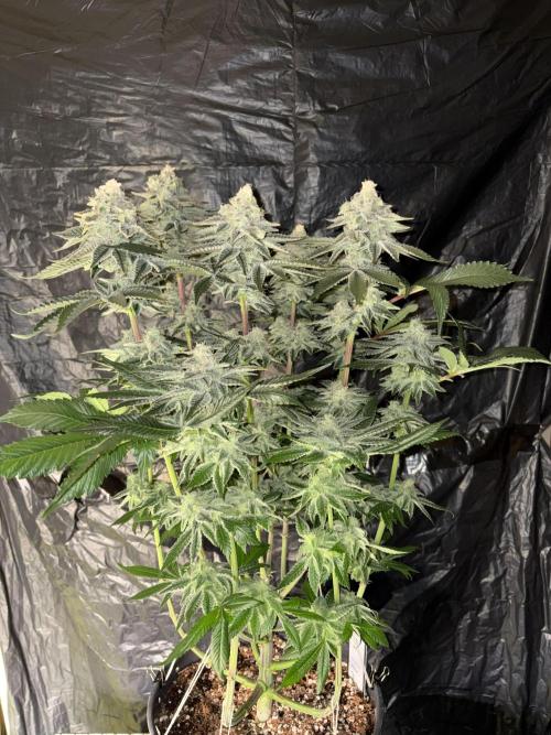 Method Mac. Week 14