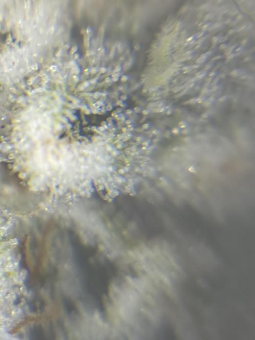 Method Mac. Week 14