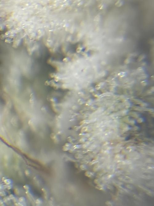 Method Mac. Week 14