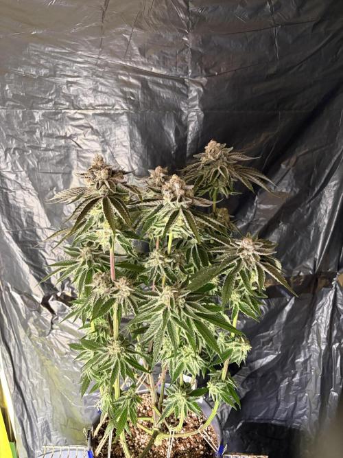 Polar Gelato. Week 14
