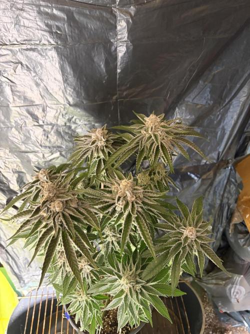 Polar Gelato. Week 14