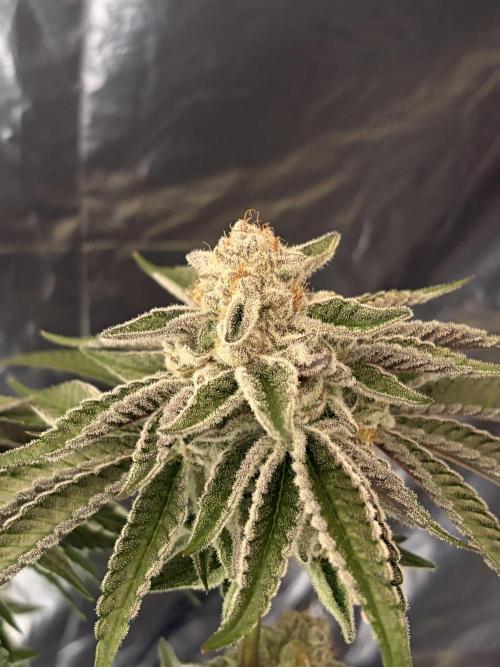 Polar Gelato. Week 14
