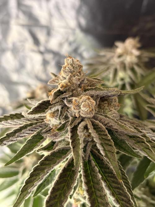 Polar Gelato. Week 14