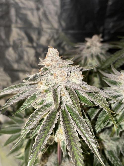 Polar Gelato. Week 14