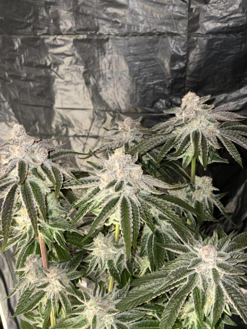 Polar Gelato. Week 14