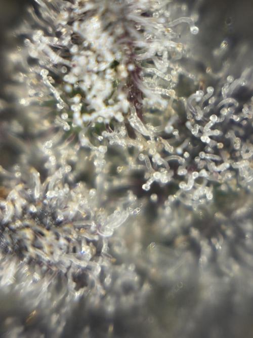 Polar Gelato. Week 14