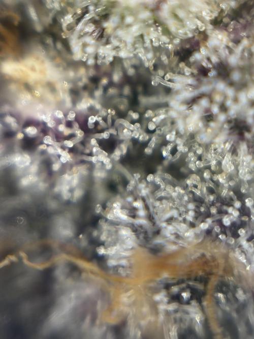 Polar Gelato. Week 14