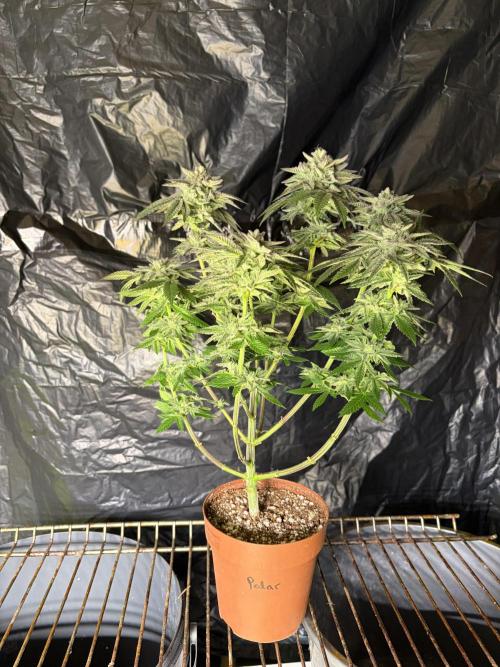 *Bonus* Micro Polar Gelato. Week 9