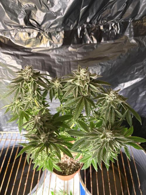 *Bonus* Micro Polar Gelato. Week 9