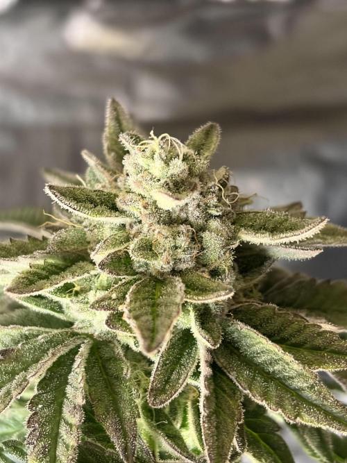 *Bonus* Micro Polar Gelato. Week 9