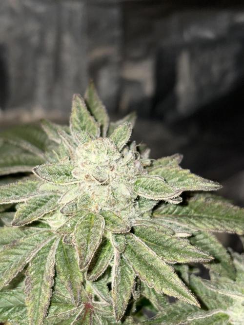 *Bonus* Micro Polar Gelato. Week 9