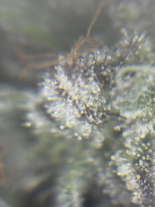 *Bonus* Micro Polar Gelato. Week 9