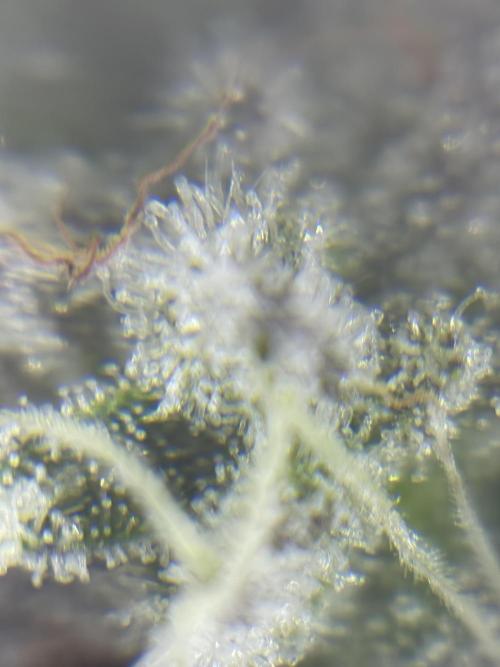 *Bonus* Micro Polar Gelato. Week 9