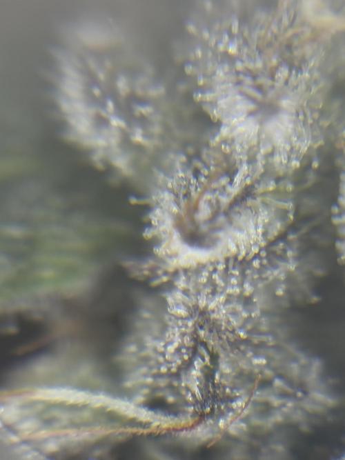 *Bonus* Micro Polar Gelato. Week 9