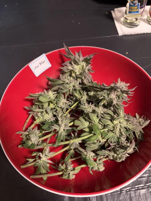 *Bonus* Micro Polar Gelato. Week 10