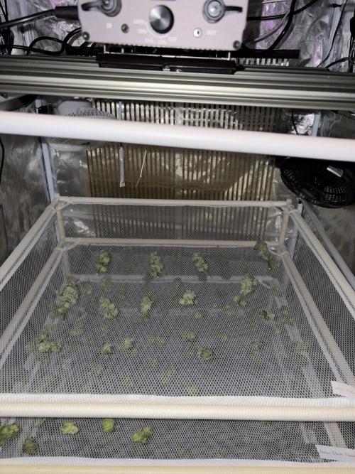 *Bonus* Micro Polar Gelato. Week 10