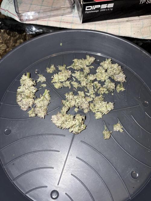 *Bonus* Micro Polar Gelato. Week 10