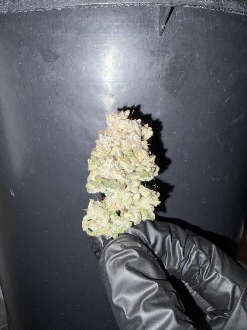*Bonus* Micro Polar Gelato. Week 10