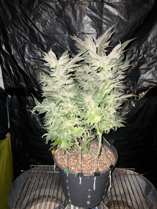 Frozen Black Cherry. Week 15