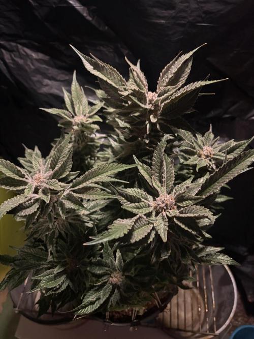 Frozen Black Cherry. Week 15