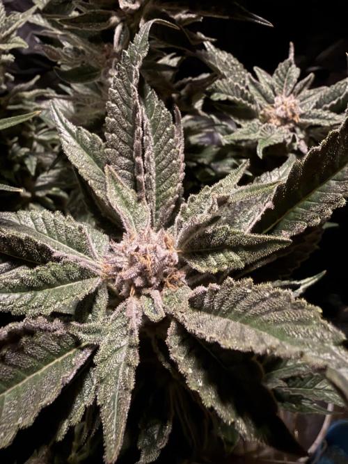 Frozen Black Cherry. Week 15