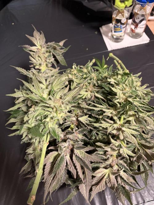 Frozen Black Cherry. Week 15