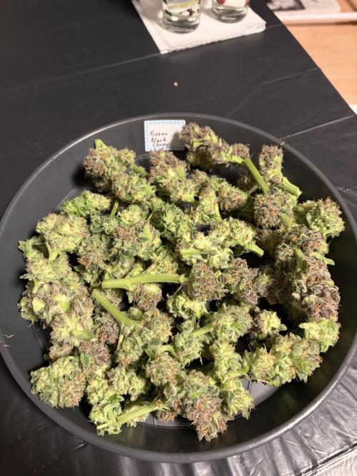 Frozen Black Cherry. Week 15