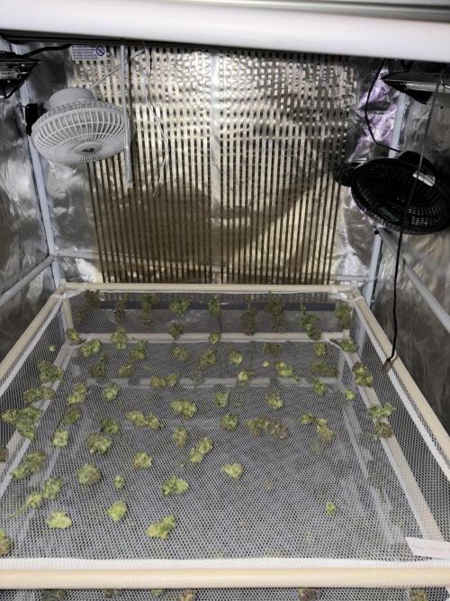 Frozen Black Cherry. Week 15