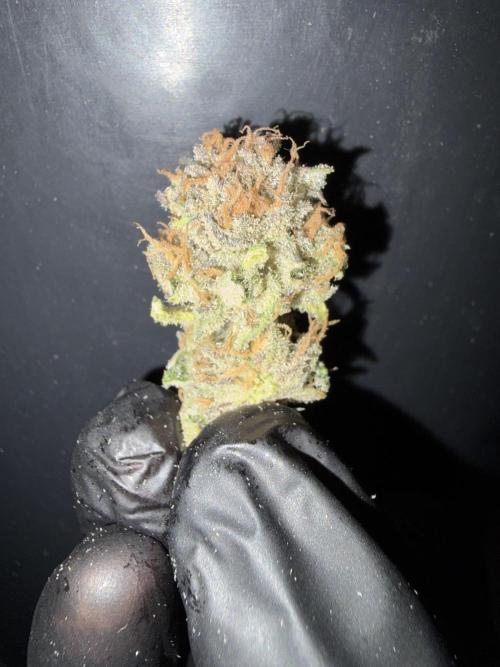 Frozen Black Cherry. Week 15