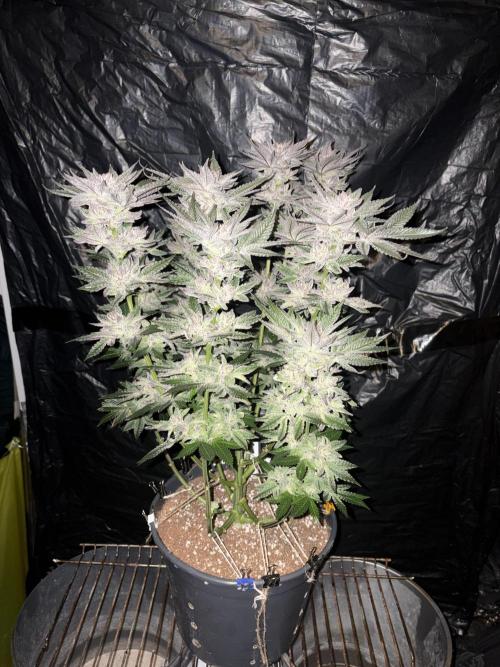 Purple Kush. Week 15