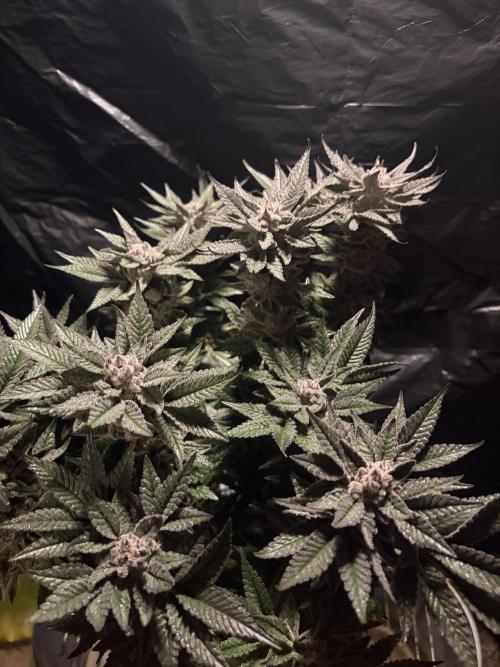 Purple Kush. Week 15