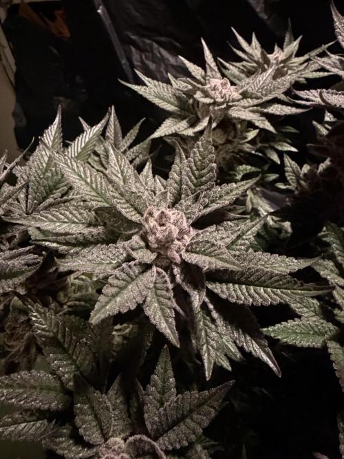 Purple Kush. Week 15