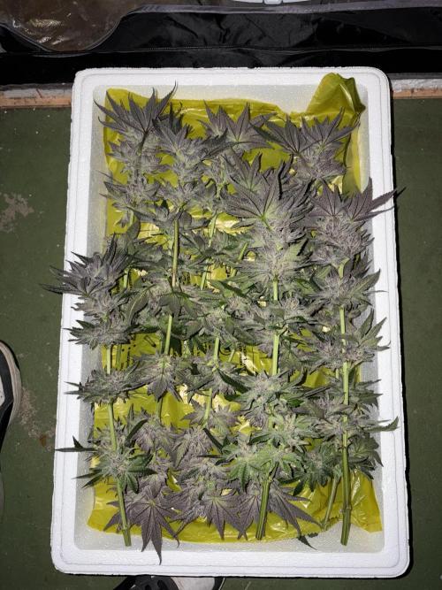 Purple Kush. Week 15