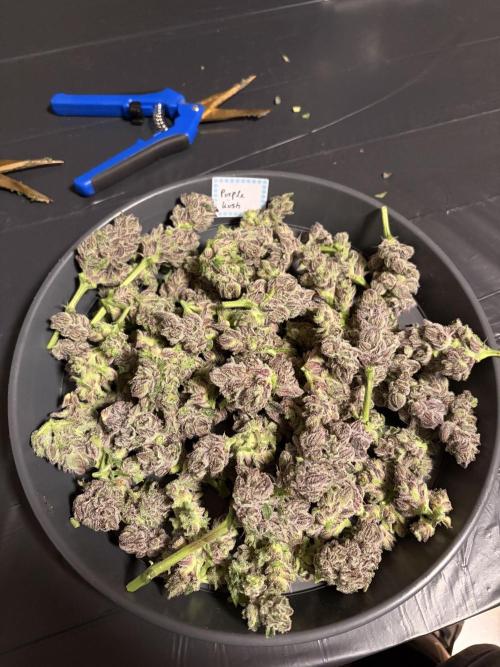 Purple Kush. Week 15