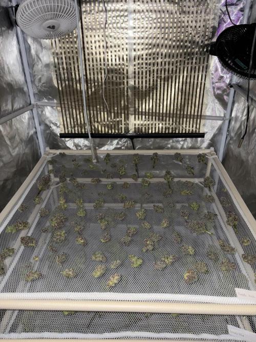 Purple Kush. Week 15